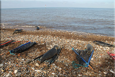 Seal Release - 22nd March 2018