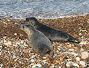 Seal Release - 22nd March 2018