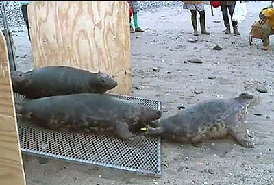 Seal Release - 23rd January 2015