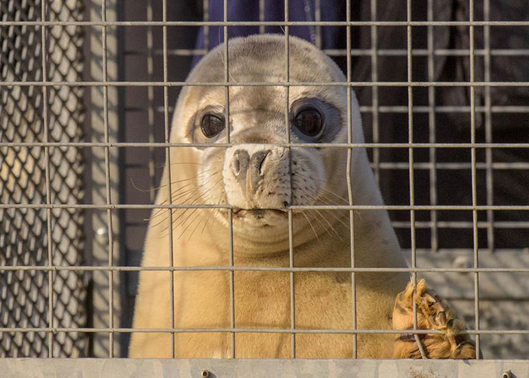 Seal Release - 23rd March 2016 - Photo by Daniel Murphy