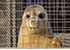Seal Release - 23rd March 2016