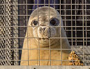Seal Release - 23rd March 2016