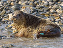 Seal Release - 23rd March 2016