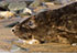 Seal Release - 23rd March 2016