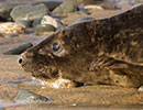 Seal Release - 23rd March 2016