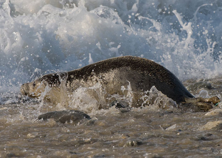 Seal Release - 23rd March 2016 - Photo by Daniel Murphy