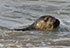 Seal Release - 23rd March 2016