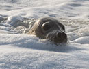 Seal Release - 23rd March 2016