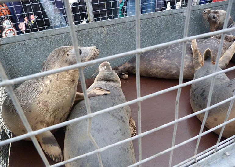 Seal Release - 24th March 2017