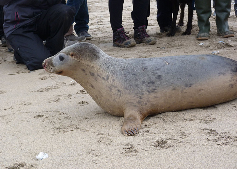Seal Release - 24th March 2017