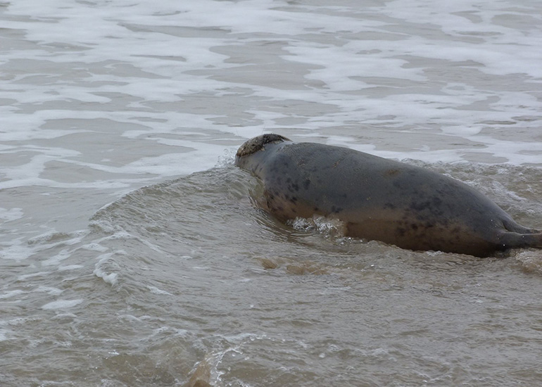 Seal Release - 24th March 2017
