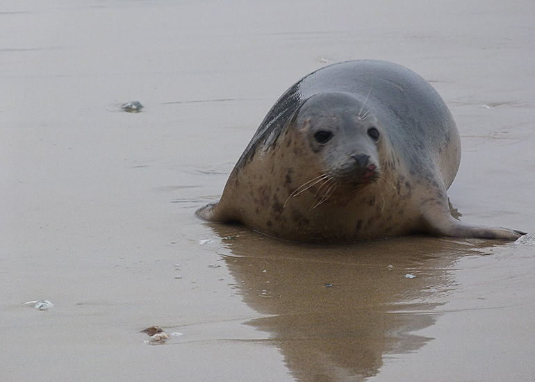 Seal Release - 24th March 2017