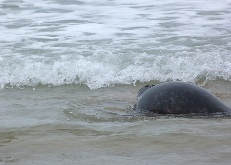Seal Release - 24th March 2017
