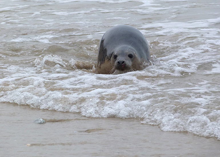 Seal Release - 24th March 2017