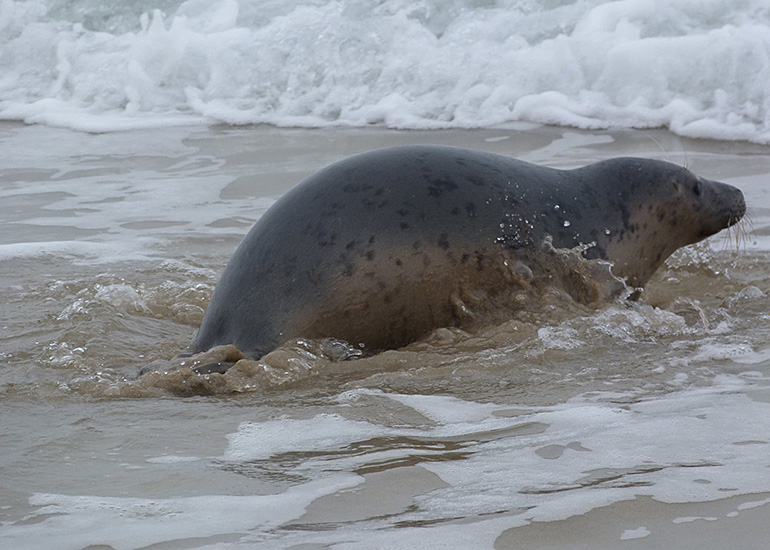 Seal Release - 24th March 2017
