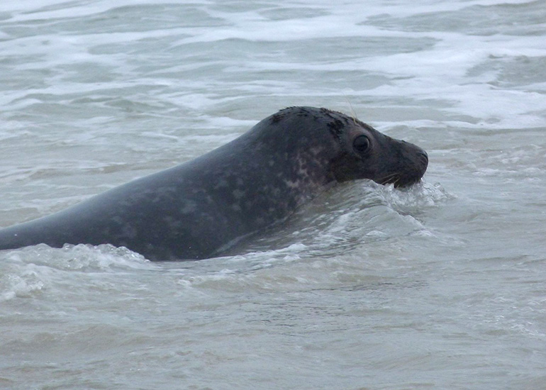 Seal Release - 24th March 2017