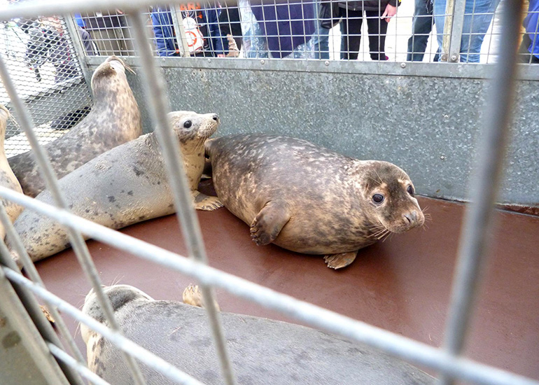 Seal Release - 24th March 2017