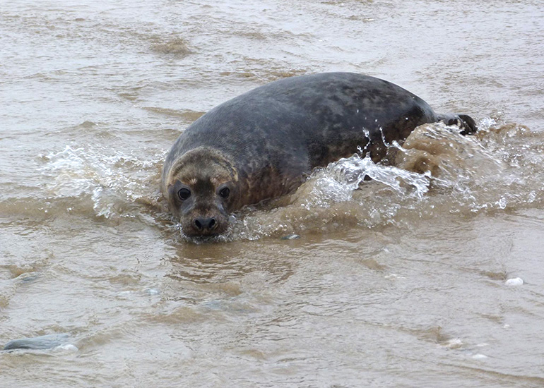 Seal Release - 24th March 2017