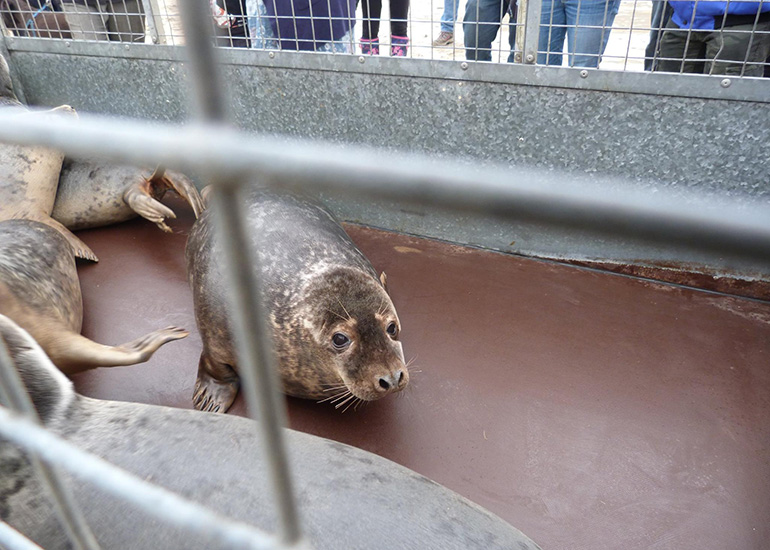 Seal Release - 24th March 2017