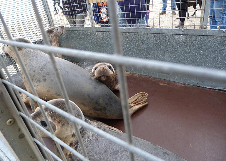 Seal Release - 24th March 2017
