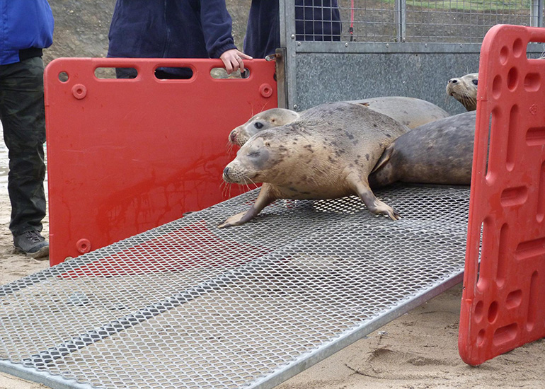 Seal Release - 24th March 2017