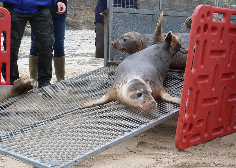 Seal Release - 24th March 2017