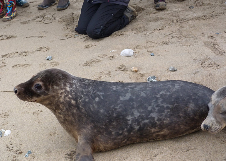 Seal Release - 24th March 2017