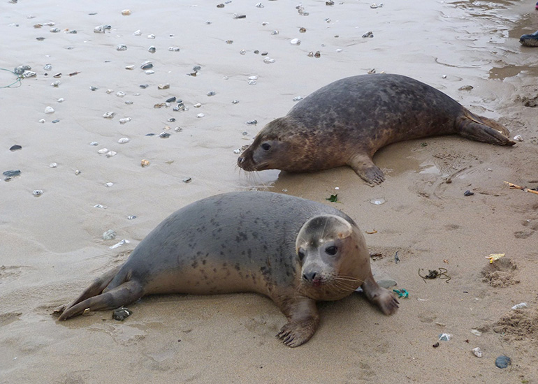 Seal Release - 24th March 2017