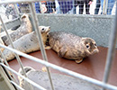 Seal Release - 24th March 2017