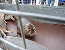 Seal Release - 24th March 2017