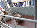 Seal Release - 24th March 2017