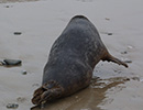 Seal Release - 24th March 2017