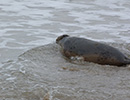 Seal Release - 24th March 2017