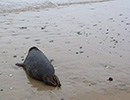 Seal Release - 24th March 2017