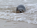 Seal Release - 24th March 2017