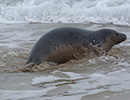Seal Release - 24th March 2017