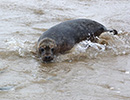 Seal Release - 24th March 2017