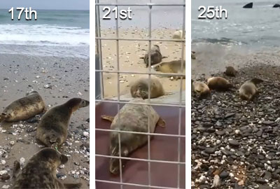 Seal Release on 25th May 2018
