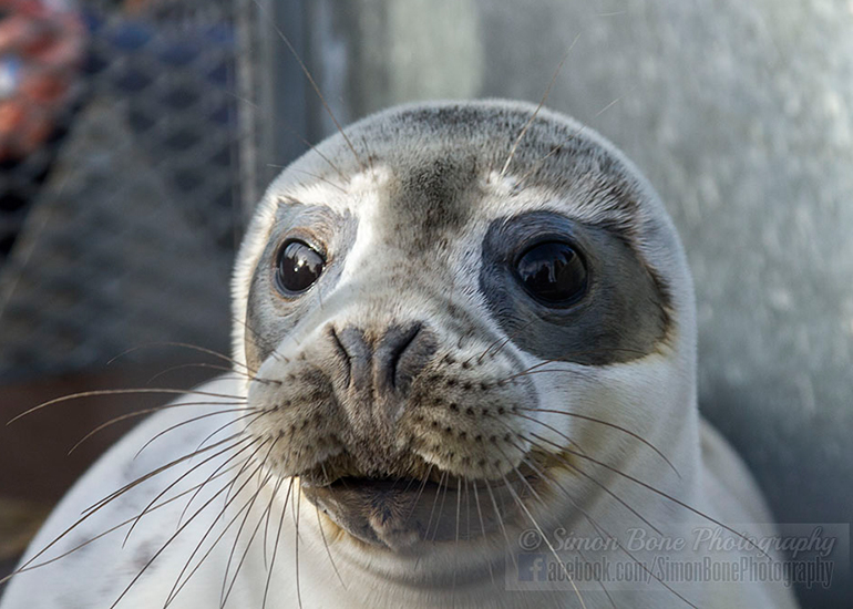 Seal Release - 25th November 2016 - Photo by Simon Bone