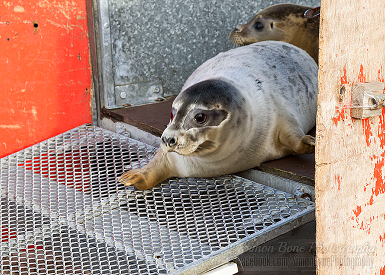 Seal Release - 25th November 2016 - Photo by Simon Bone