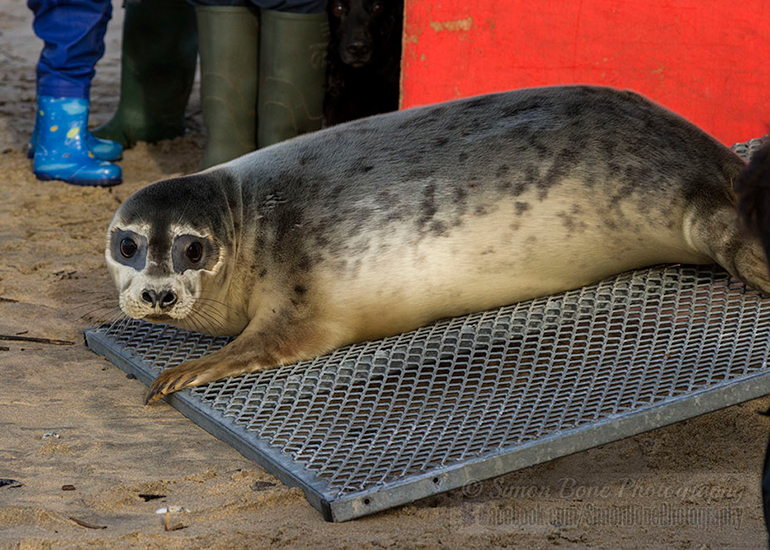 Seal Release - 25th November 2016 - Photo by Simon Bone