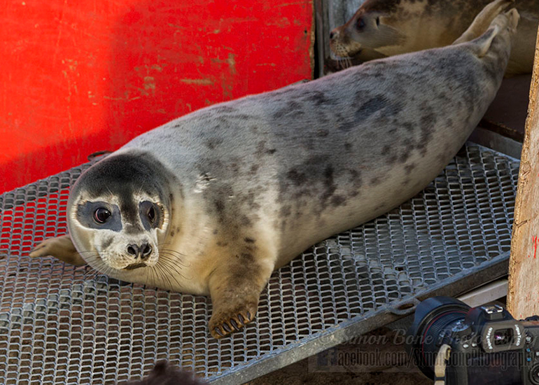 Seal Release - 25th November 2016 - Photo by Simon Bone