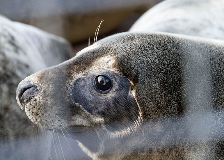 Seal Release - 25th November 2016 - Photo by Simon Bone