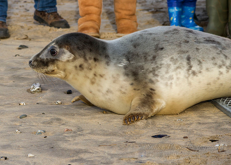 Seal Release - 25th November 2016 - Photo by Simon Bone
