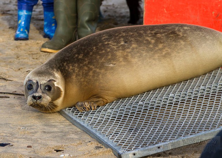 Seal Release - 25th November 2016 - Photo by Simon Bone