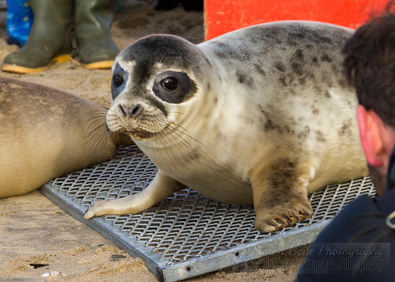 Seal Release - 25th November 2016 - Photo by Simon Bone