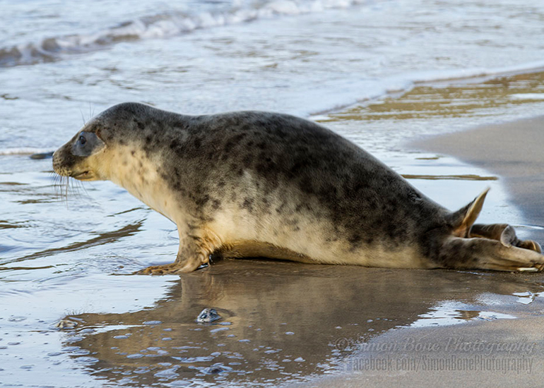 Seal Release - 25th November 2016 - Photo by Simon Bone