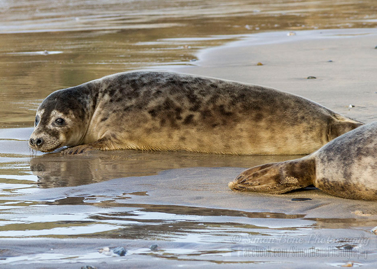 Seal Release - 25th November 2016 - Photo by Simon Bone