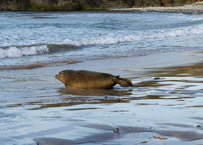 Seal Release - 25th November 2016 - Photo by Simon Bone