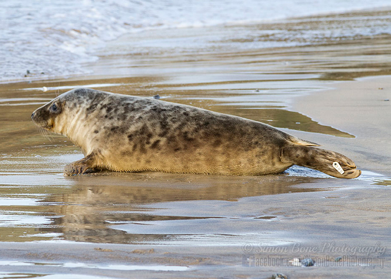 Seal Release - 25th November 2016 - Photo by Simon Bone
